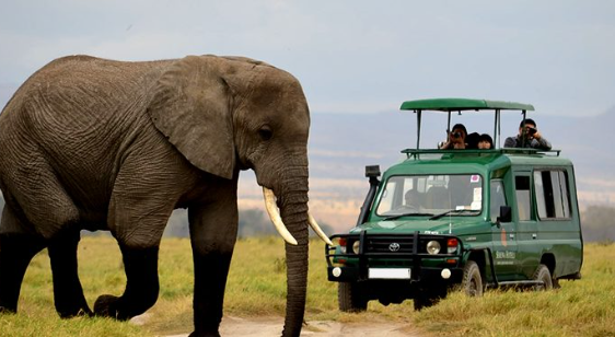 Wildlife Safari in Uganda