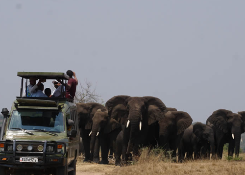 1 Day Akagera National Park Game Drive Safari