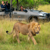 10 Days Luxury Uganda Wildlife Safari