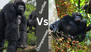 4-Day Chimpanzee and Gorilla Safari Uganda