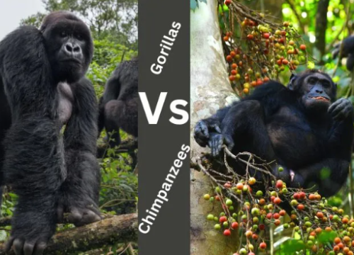 5 Days Uganda Gorilla and Chimpanzee Safari