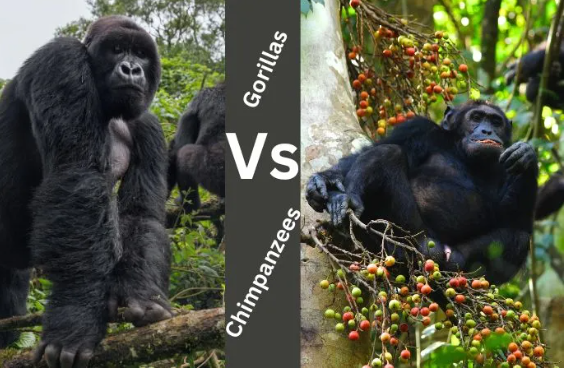 4-Day Chimpanzee and Gorilla Safari Uganda