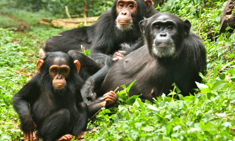 3 Days Chimpanzee Habituation
