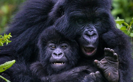 Gorilla Tracking Rwanda 