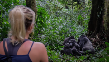3-Days Mid-Range Rwanda Gorilla trekking Safari