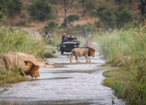 What to see on a safari in Kenya