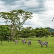 14 Days East Africa and Zanzibar Safari