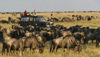 3 Days Masai Mara Budget Safari