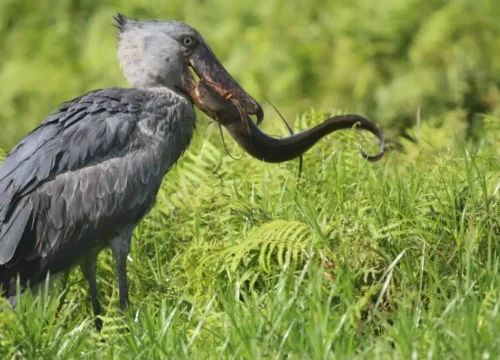 Semuliki National Park