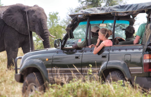 6-Day Drive and Fly Back Safari Serengeti