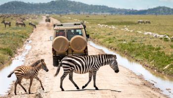 3-Day Mid-Range Tanzania Safari