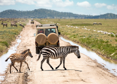 3-Day Mid-Range Tanzania Safari