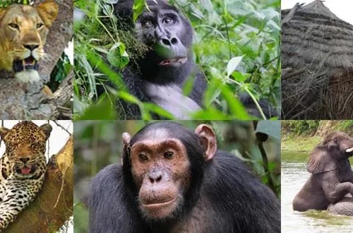 7 Days Uganda Budget Gorillas and Primate Trip