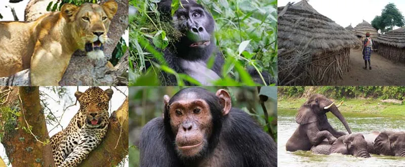 5 Days Gorillas Chimpanzees and Wildlife