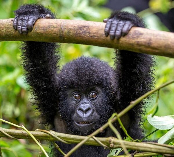3 Days Gorilla Trekking in Congo