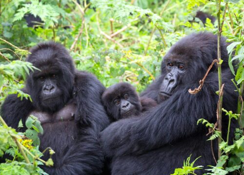 6 Days Gorilla and Nyiragongo Hike in Congo