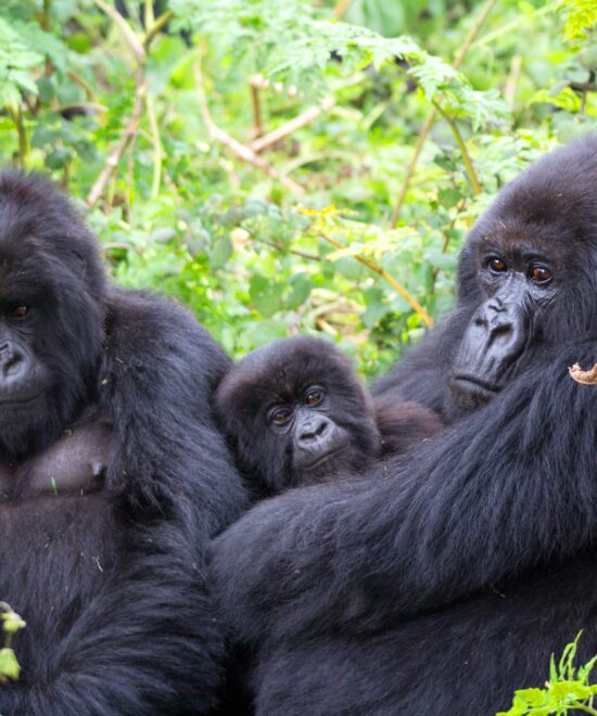 Gorilla Trekking Rwanda