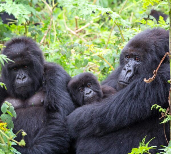 3-Day Fly-in Uganda Gorillas via Masai Mara