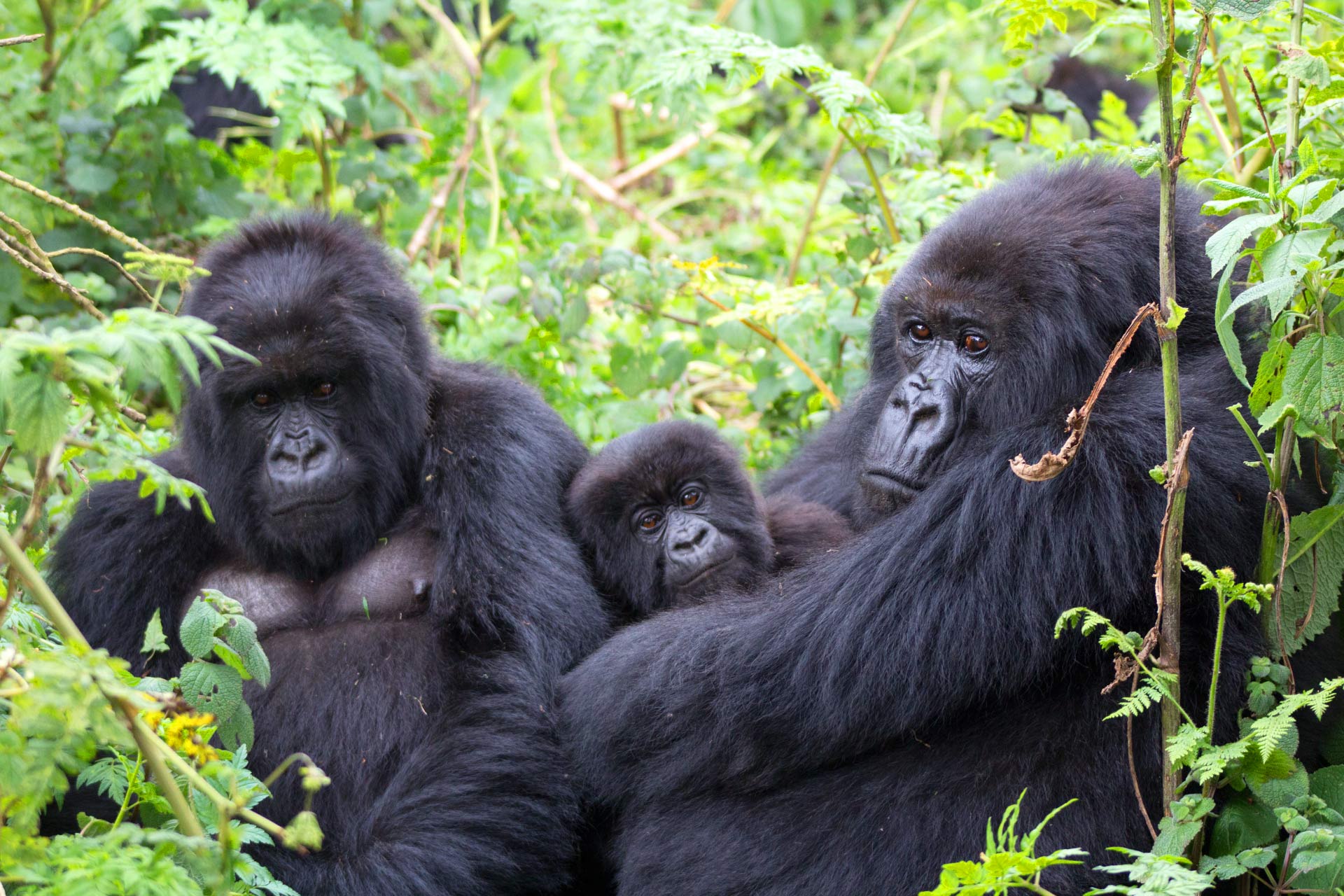 Rushaga Gorilla Trekking Sector