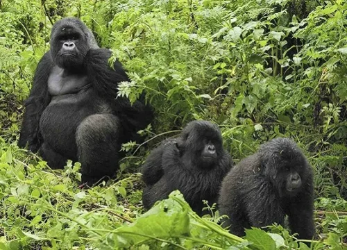 1 Day Uganda Gorilla Trekking Safari