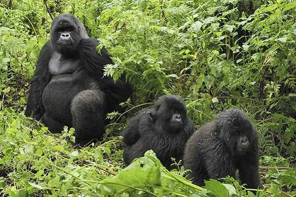 3 Days Uganda gorilla safari from Kigali
