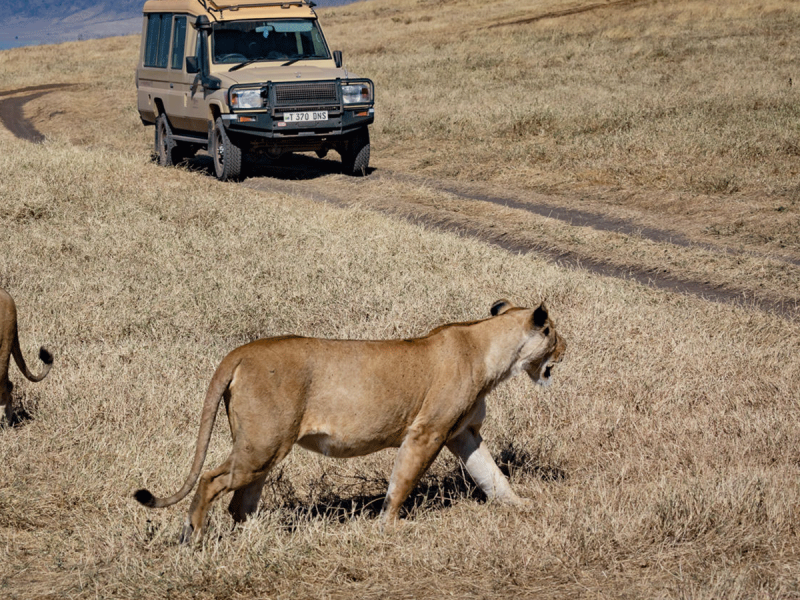 What to expect on a safari