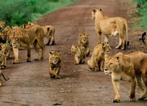 3 Days Short Uganda Tour Package Including Big 5 Sighting