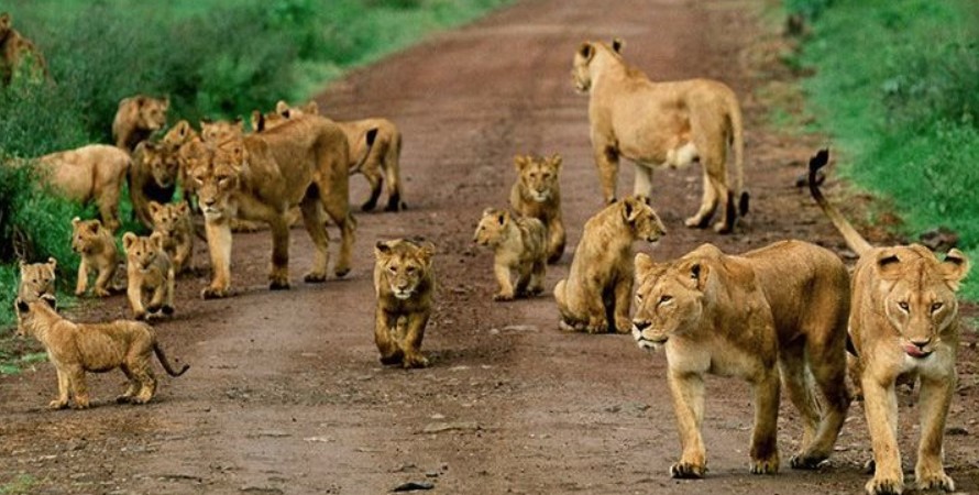 16 Days Best of Uganda Safari