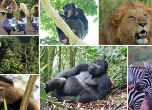 6 Days Kibale Queen Elizabeth and Bwindi Uganda Safari