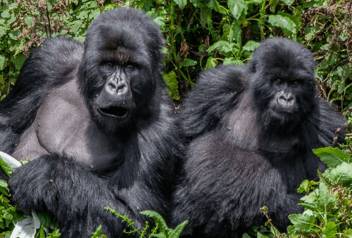 One-Way Trip from the UK to Uganda