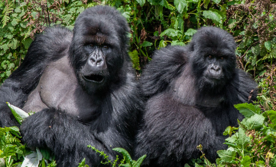 6 days Uganda Gorilla trekking Safari