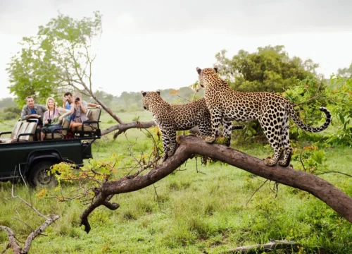 10 Things you Should NOT DO on an African Safari