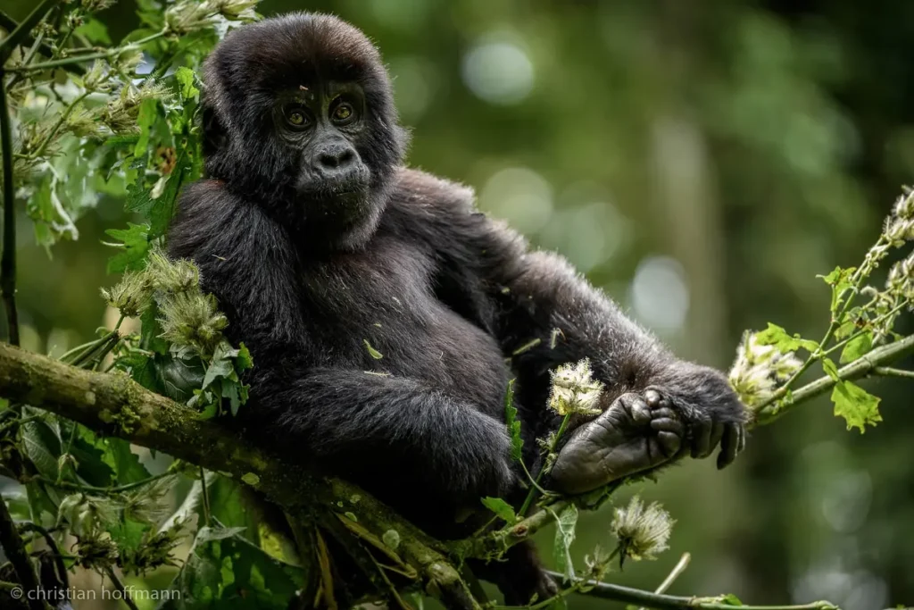 3 Days Gorilla Trekking in Congo