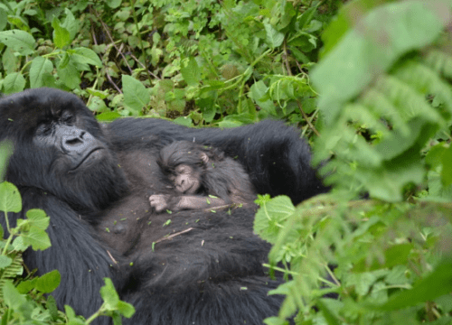 Frequently Asked Questions about Gorilla Safaris in Uganda, Rwanda & Congo