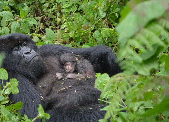 Primates in Uganda

