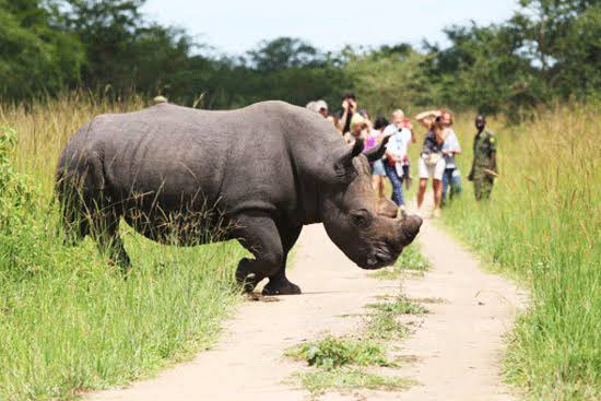 3 Days Murchison Falls and Ziwa Rhino Safari