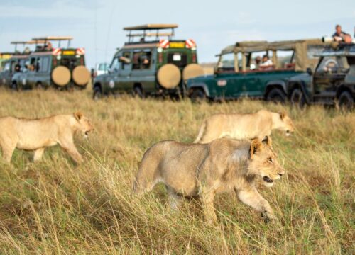 3 Days Murchison Falls and Ziwa Rhino Safari