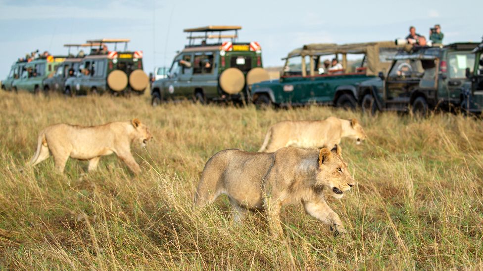 5 Days Masai Mara Fly in Top Luxury Safari