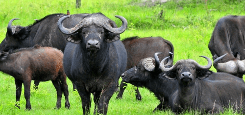 What are the Big 5 animals of Africa
