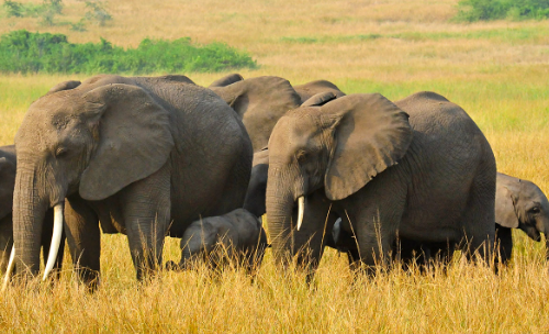 17 Days Uganda Wildlife Adventure