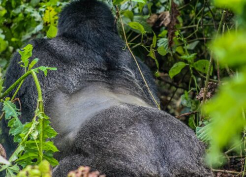 Gorilla holidays Uganda