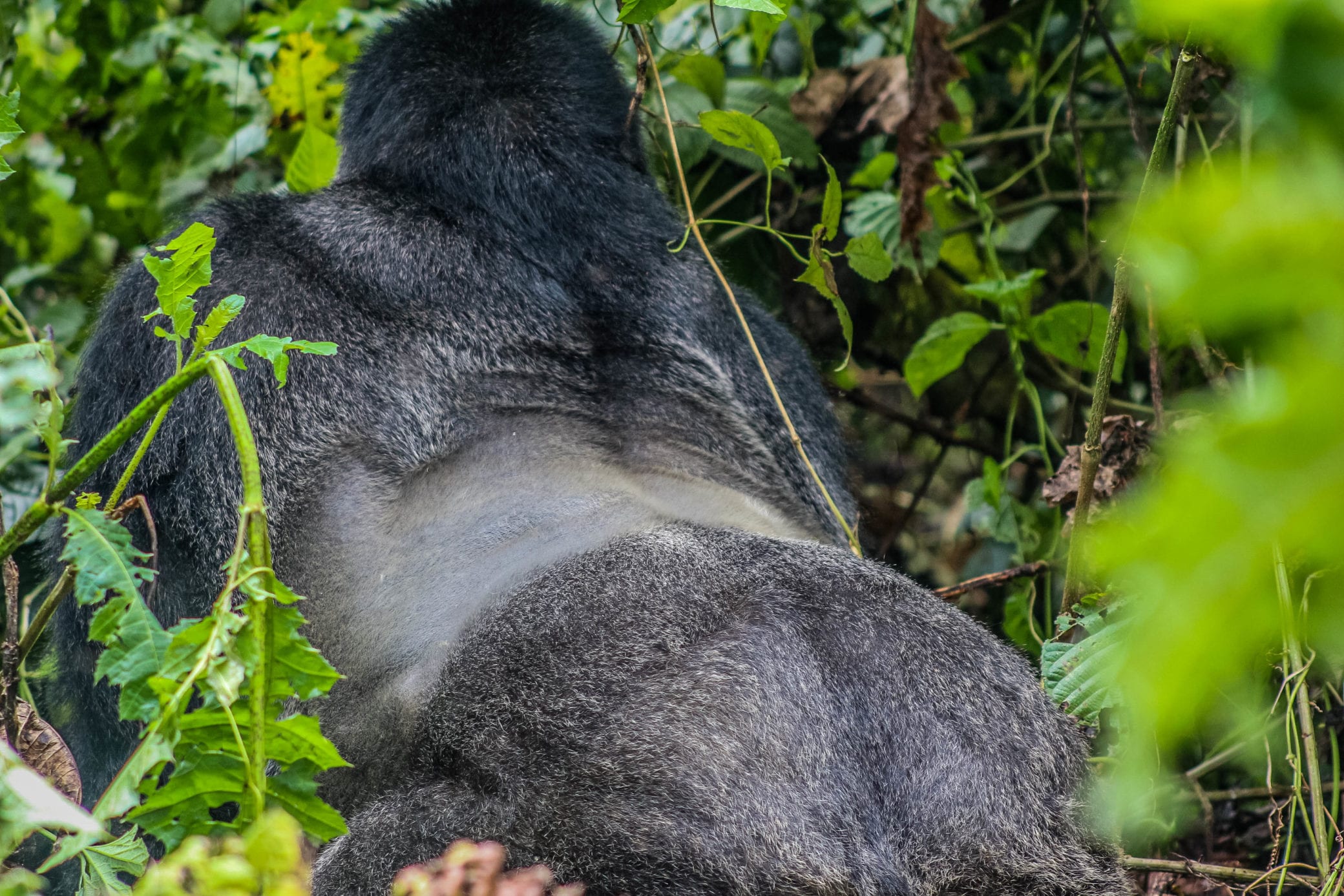 Types of Gorillas in Uganda