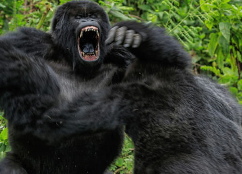 Silverback gorilla | Adult Male Mountain Gorillas