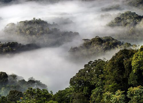Nyungwe Forest National Park