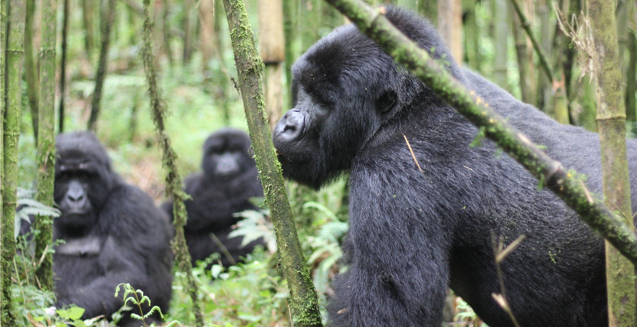 3 Days Rwanda to Uganda Gorilla Safari