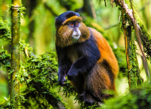 1 Day Golden Monkey Trekking Mgahinga Gorilla NP Trip