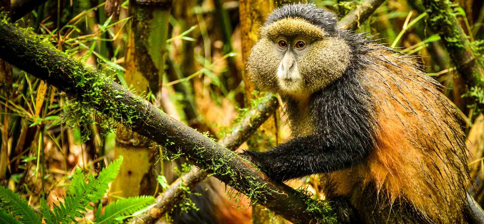 1 Day Rwanda Golden Monkey Trekking
