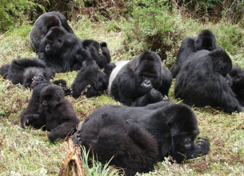 Nkuringo Gorilla Groups and Permits