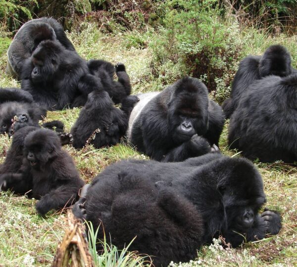 Bwindi Gorilla Trekking
