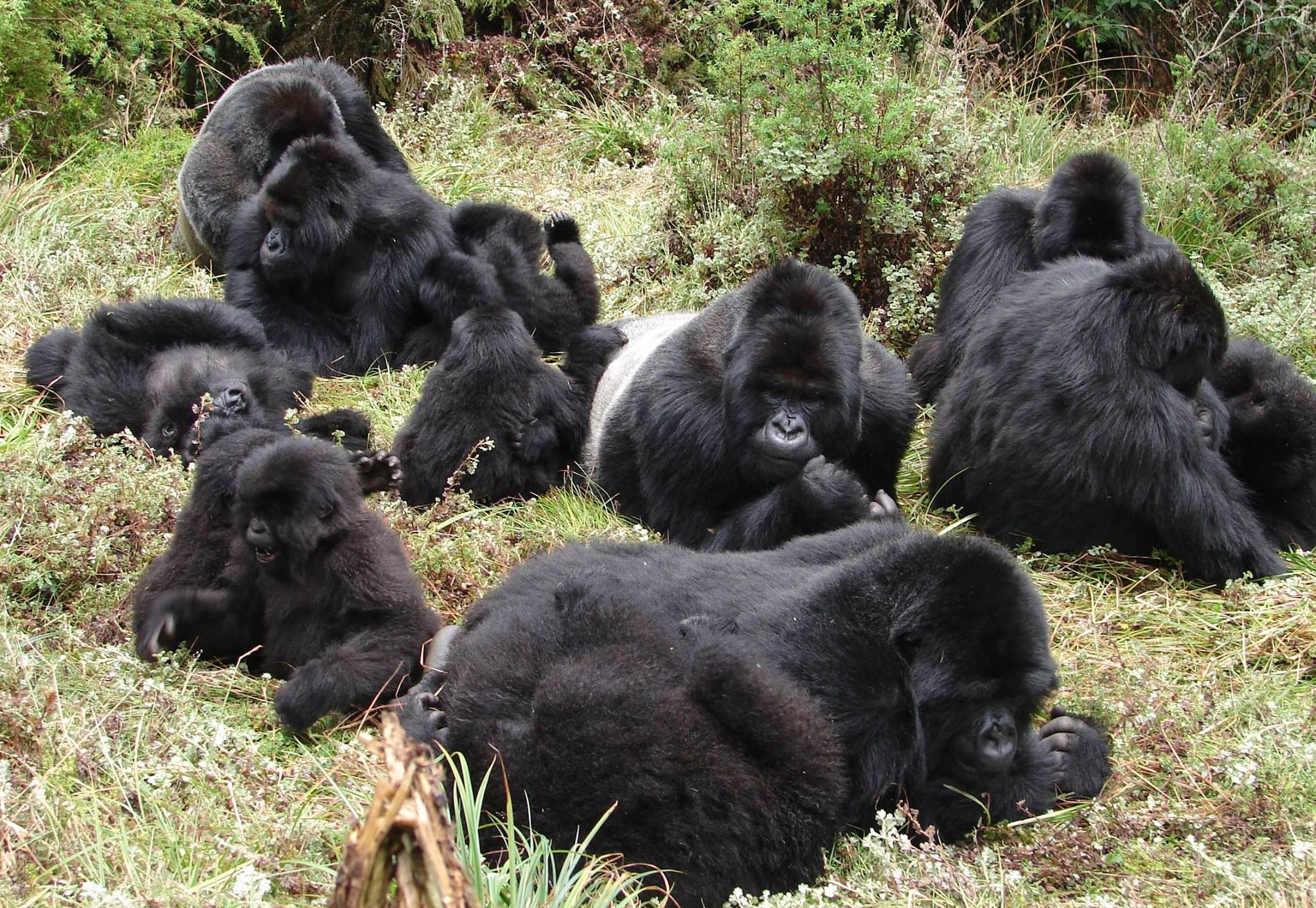 Places to See Gorillas in Africa